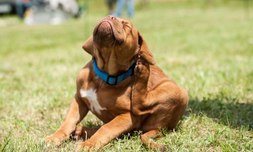 puces chien et terre de diatomée