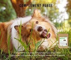 Comment choisir le meilleur complément de purge pour chien