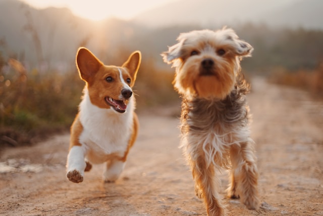 Comment purger naturellement son chien ?