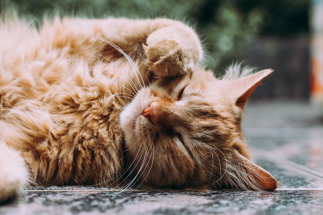 Comment utiliser de l'argile verte pour les chiens et chats 
