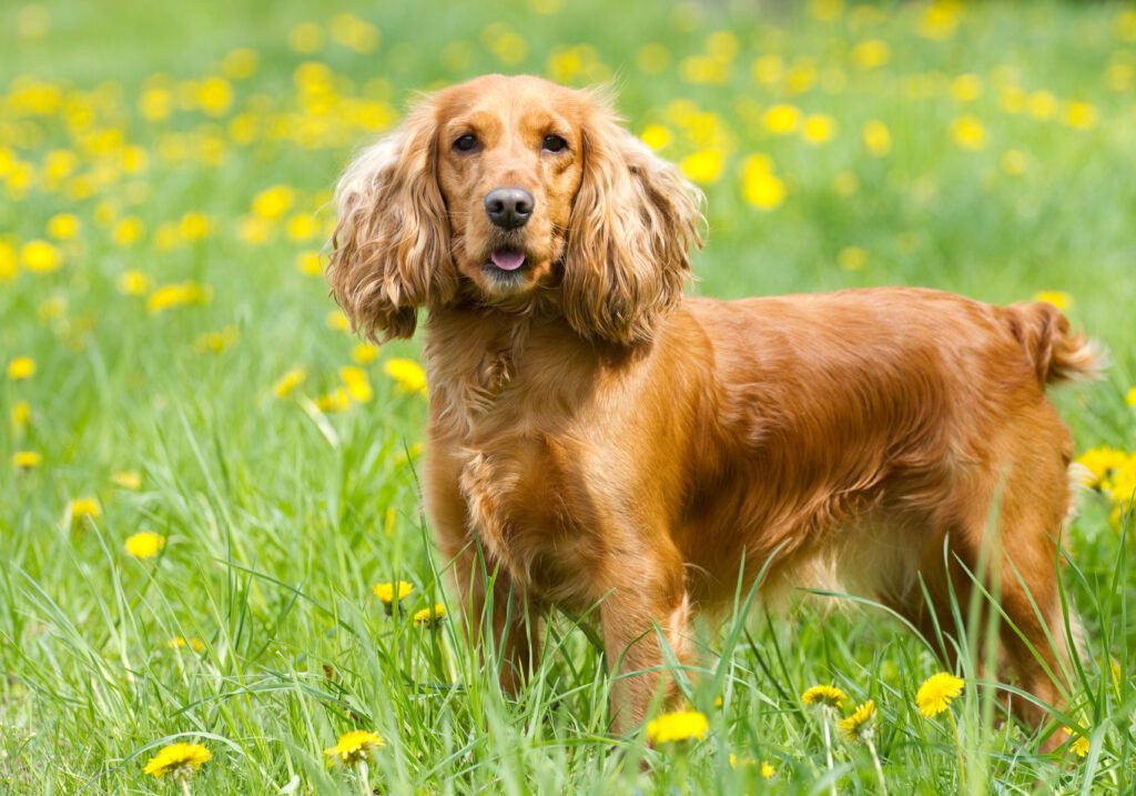 Quelles plantes détox pour un chien : 4 plantes dépuratives