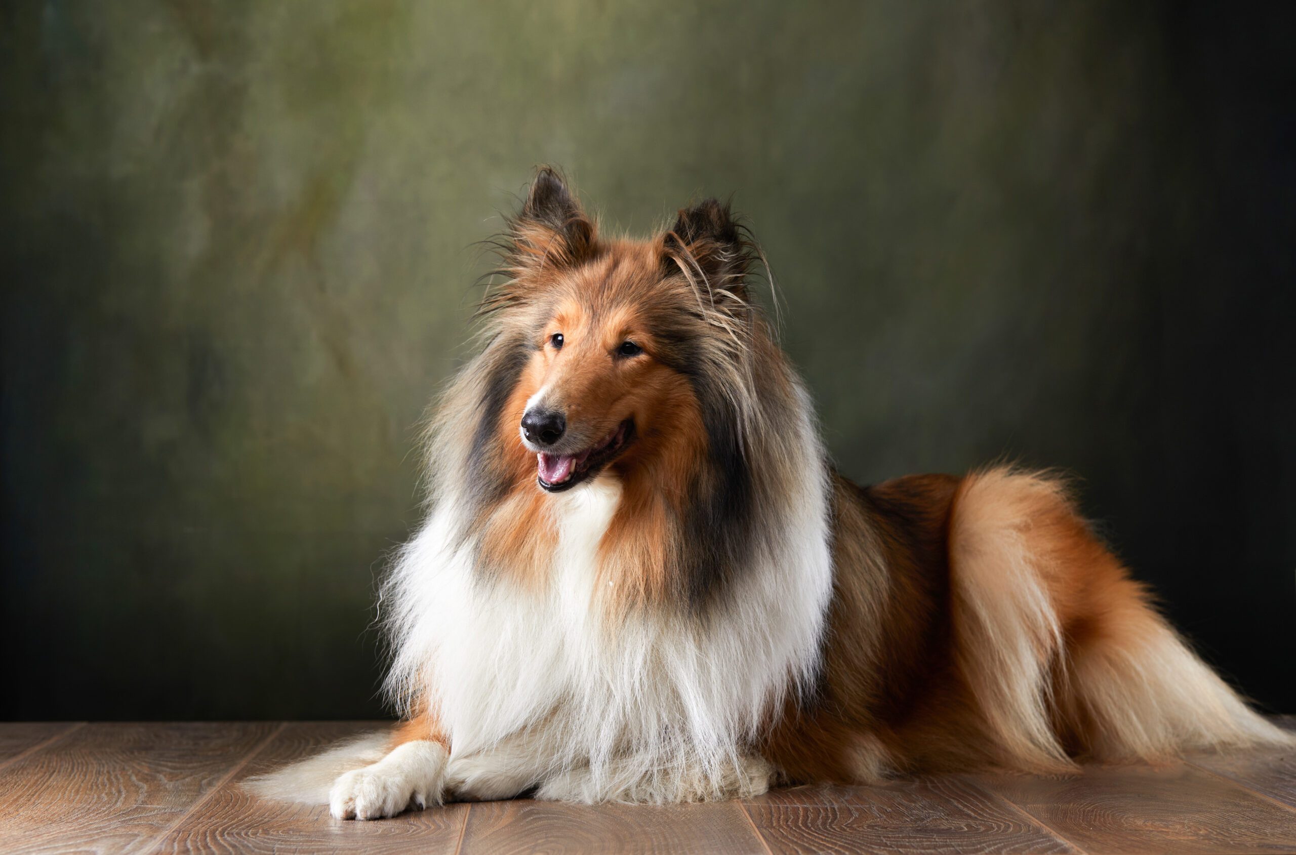 comment faire pour que mon chien est le poil soyeux ?