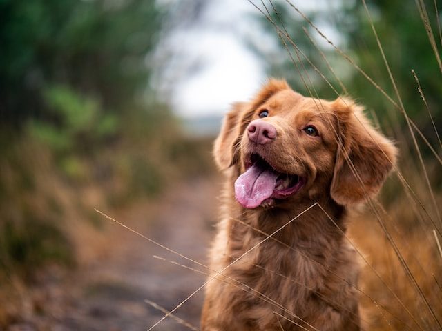 Un beau poil de chien au naturel