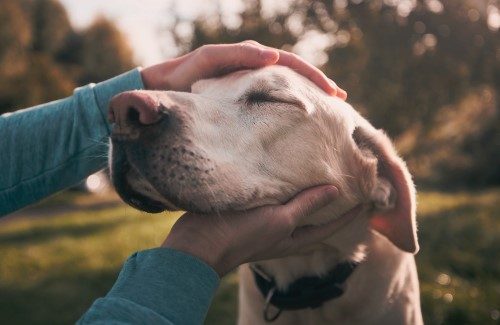 Gérer la maladie de Cushing chez le chien