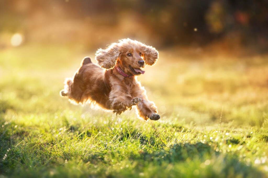 Les solutions anti-inflammatoires pour les chiens