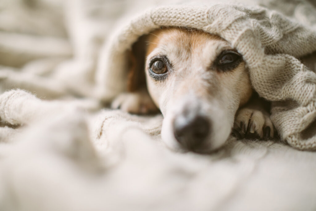 Les bienfaits de la levure de bière pour les chiens stressés