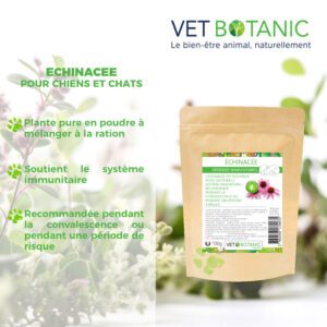 Bienfaits Echinacée chien et chat - Vet Botanic