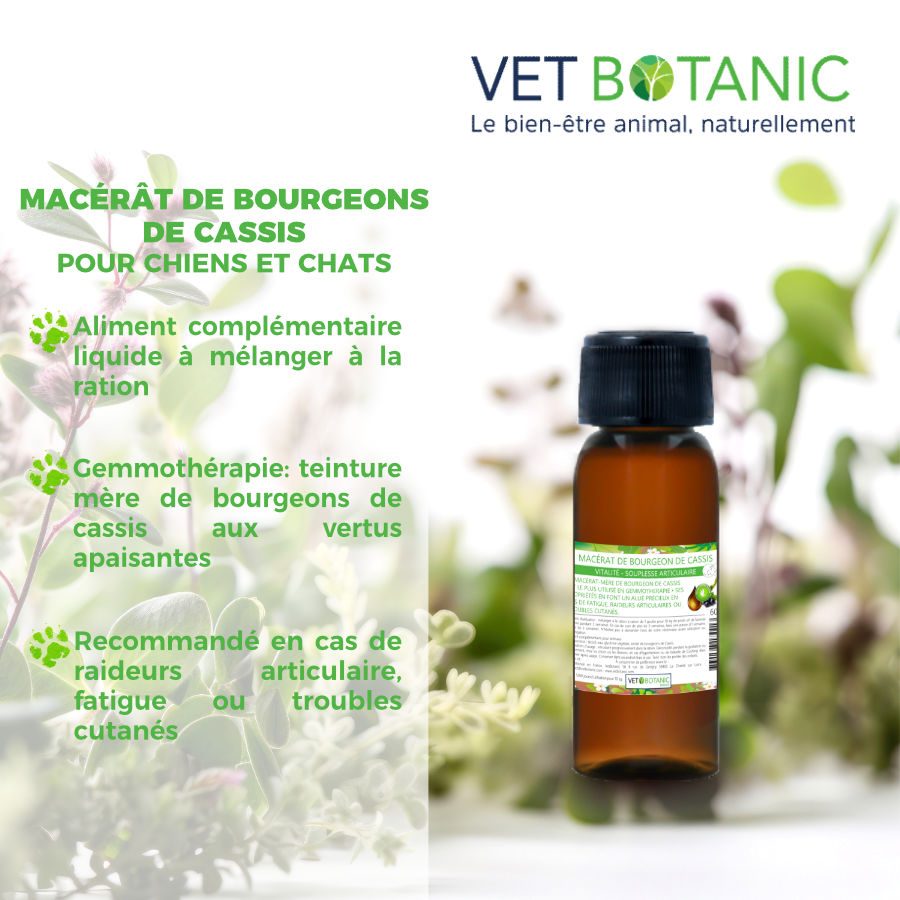 Bienfaits macerat bourgeon de cassis vitalite souplesse articulaire chien