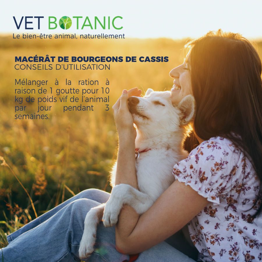 Utilisation macerat bourgeon de cassis vitalite souplesse articulaire chien