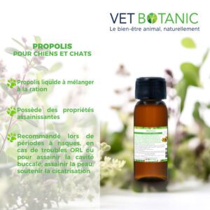 Bienfaits propolis purification immunite chien chat